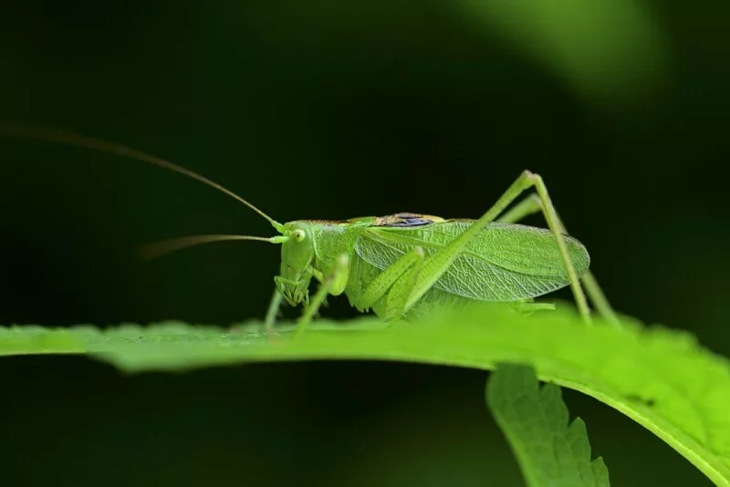 Invitan a sábados de “Amigos de Vuelo”, en el planetario “Dr. Ramiro Iglesias Leal”