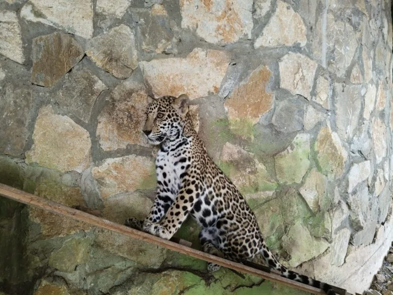 Llegan cachorros de jaguar al Parque Ecológico Biósfera El Cielo
