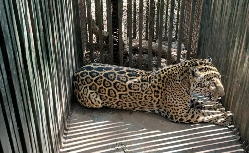 Instala Comisión de Parques collar de monitoreo en jaguar