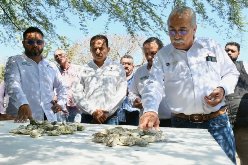 Presentan proyecto para el cultivo de ostión en Tamaulipas