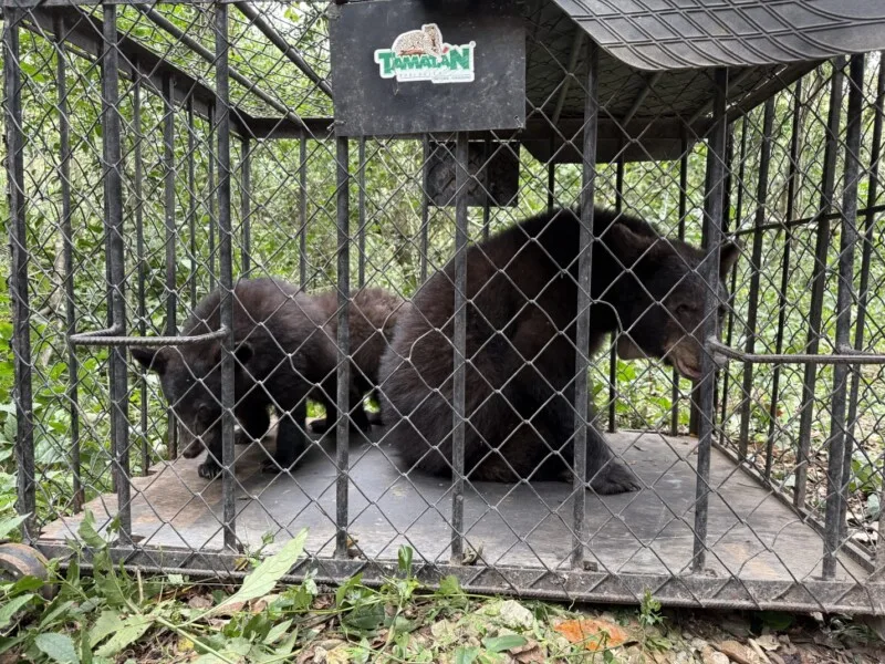 Retorna Comisión de Parques familia de osos negros a su hábitat