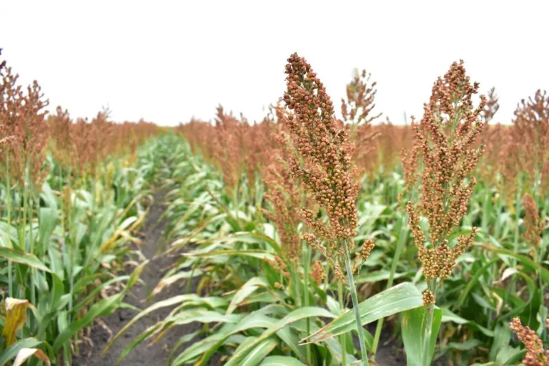 Productores de sorgo tamaulipecos se beneficiarán con la Ley de Biocombustibles