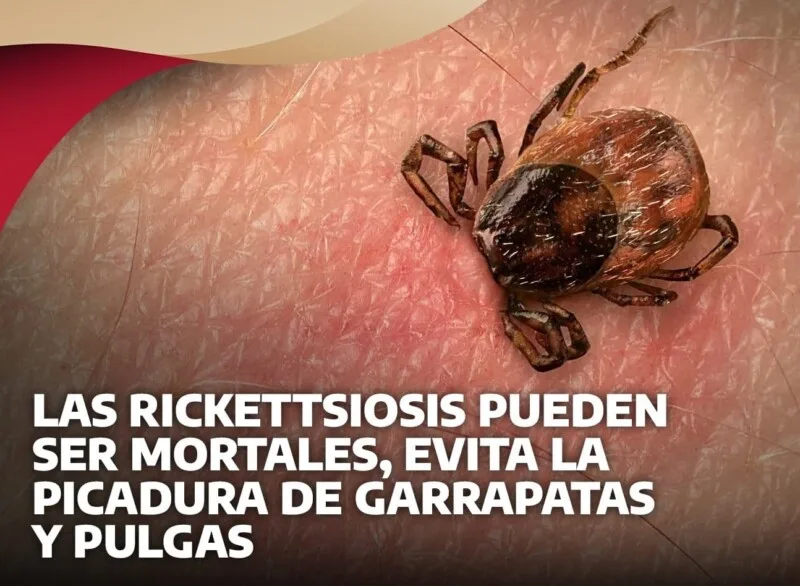 Advierten posible alza de casos de rickettsiosis por proliferación de garrapatas