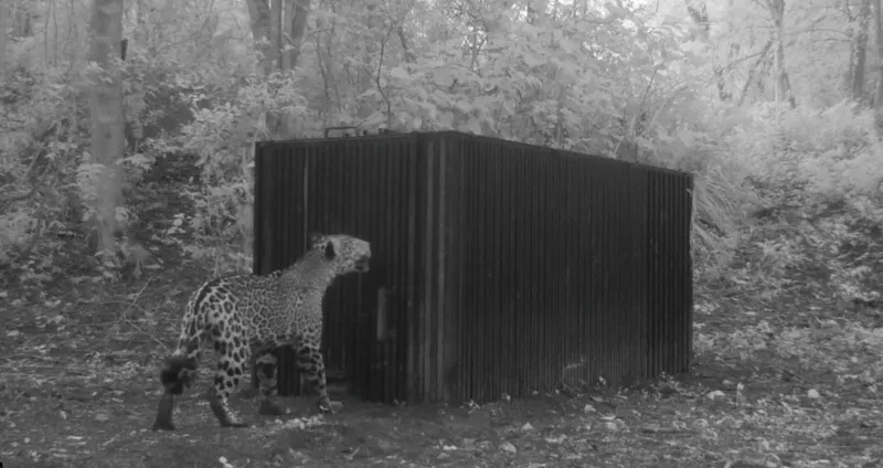 Aclara Comisión de Parques y Biodiversidad: jaguar atropellado no corresponde a Tamaulipas