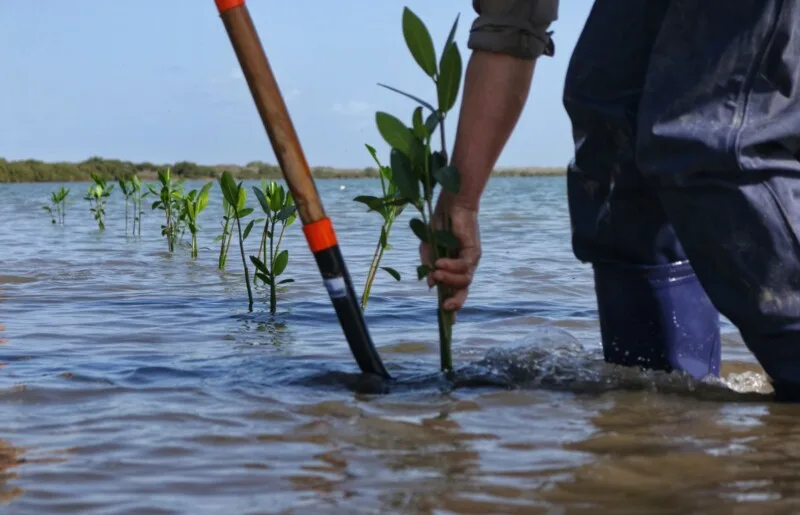 Transforma SEDUMA costas de Tamaulipas; avanza reforestación de mangle