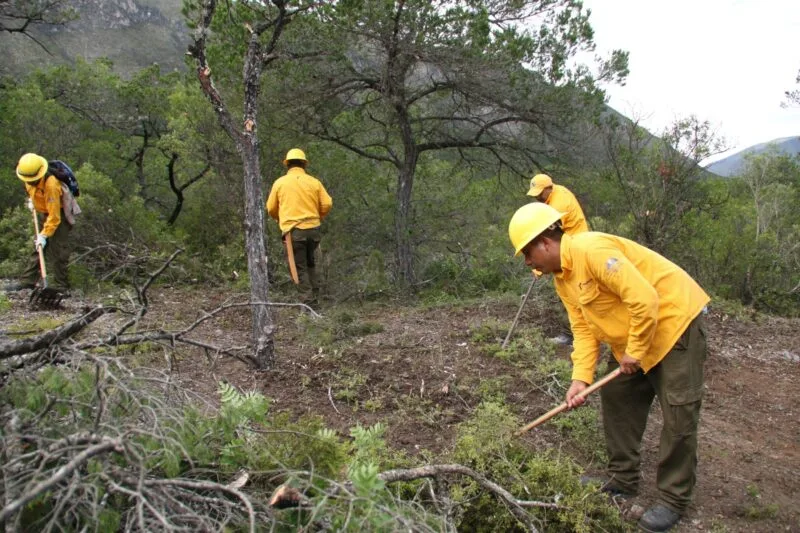 Fortalece SEDUMA proyectos de prevención de incendios y reforestación