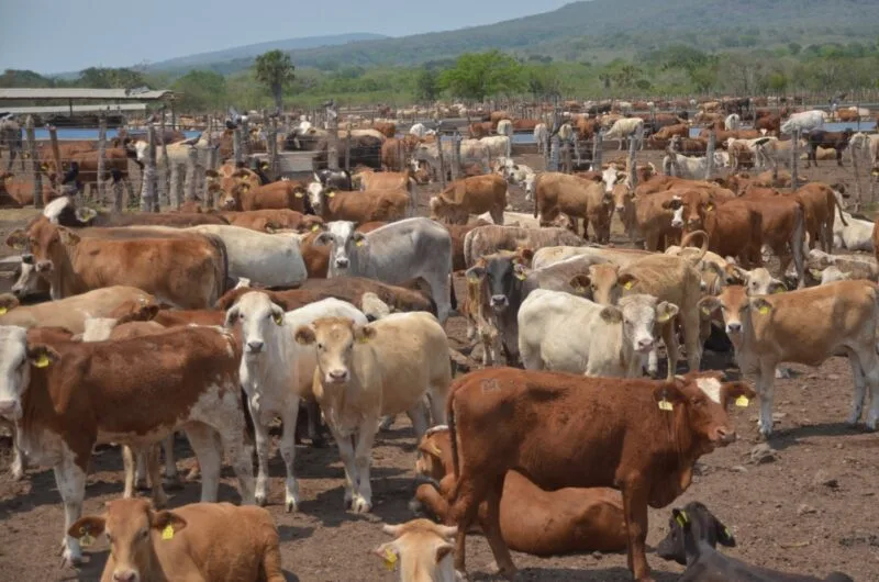 Fortalece Tamaulipas medidas sanitarias contra el gusano barrenador