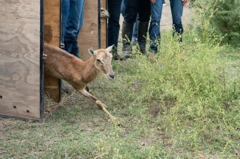 Logra la UAT el nacimiento de dos crías de borrego muflón europeo