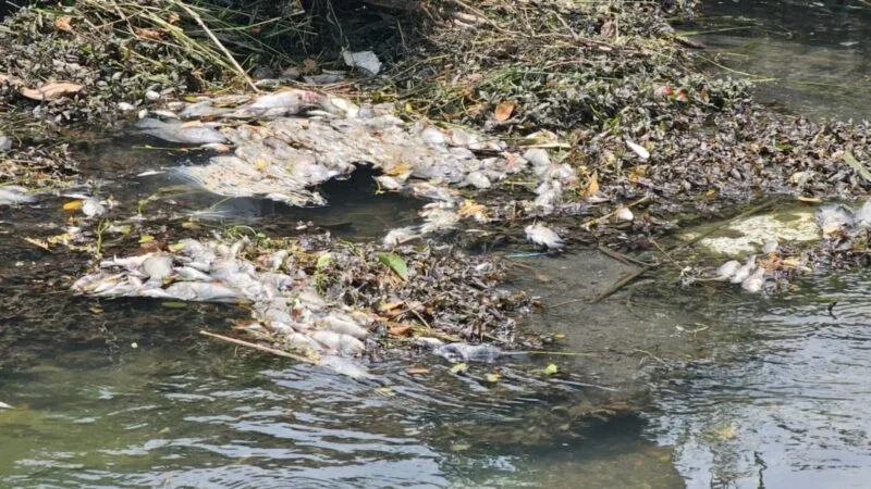 Activan respuesta inmediata por mortandad peces en canal de El Mante