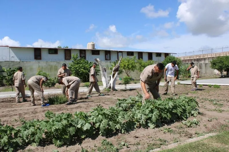 Imparten en CEDES Matamoros cursos de huertos urbanos e inglés