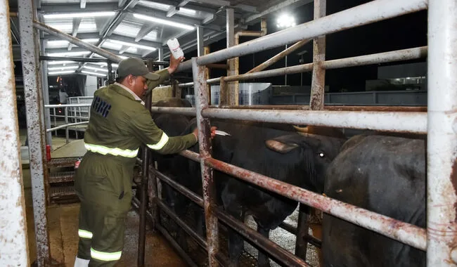 Reafirma Tamaulipas liderazgo en sanidad ganadera: libre de gusano barrenador