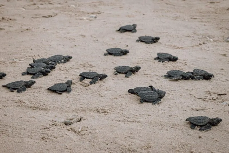 Refuerzan protección de la tortuga lora y turismo responsable en Matamoros
