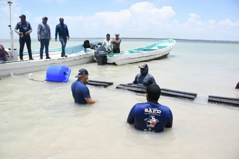 Inicia Gobierno del Estado de Tamaulipas instalación de 14 granjas de ostión en beneficio de productores pesqueros