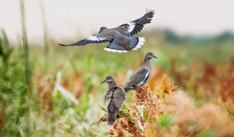 Inicia en Tamaulipas temporada de caza de paloma ala blanca