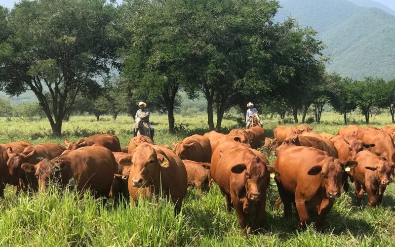 Tamaulipas, líder nacional en crecimiento de actividades primarias durante el primer trimestre de 2025