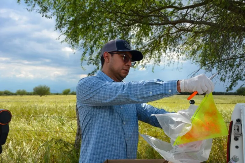 Invierte Tamaulipas en prevención y monitoreo contra el gusano barrenador