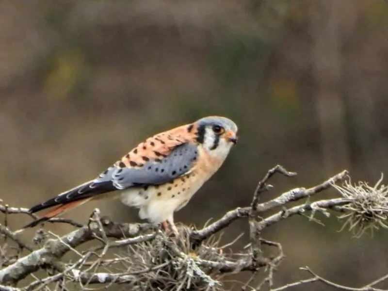 Tiene Tamaulipas una gran riqueza de aves : Comisión de Parques