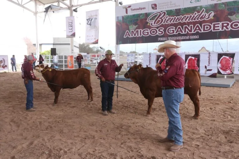 Feria Tamaulipas será sede del Segundo Concurso del Novillo Gordo