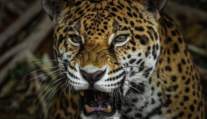 Ofrece Comisión de Parques material didáctico en su página