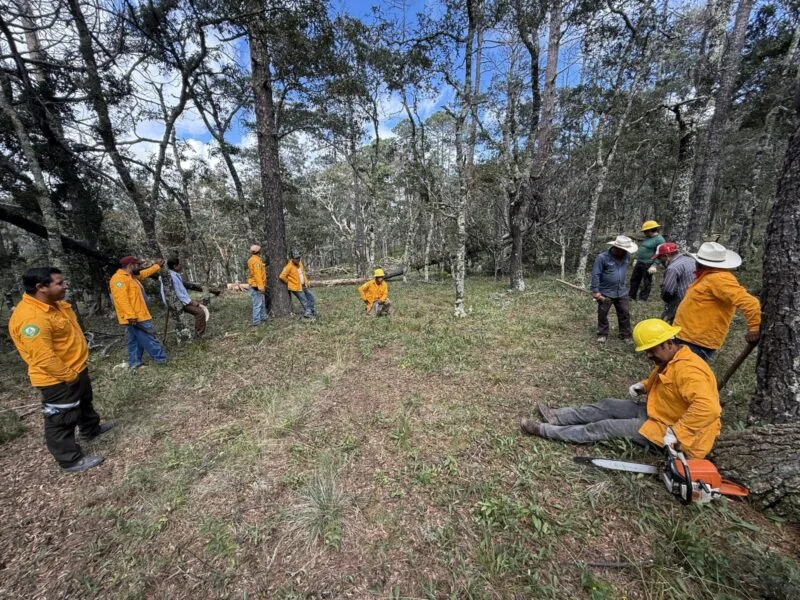 Promueve SEDUMA recuperación de ecosistemas forestales en el altiplano