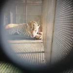 Rescata y libera Comisión de Parques ejemplar de jaguar