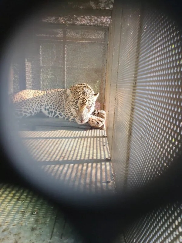 Rescata y libera Comisión de Parques ejemplar de jaguar