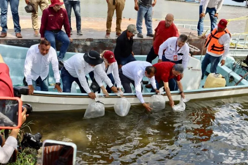 Avanza repoblamiento pesquero en Tamaulipas con la siembra de 200 mil alevines
