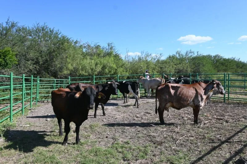 Reafirma Tamaulipas su compromiso con la innovación pecuaria