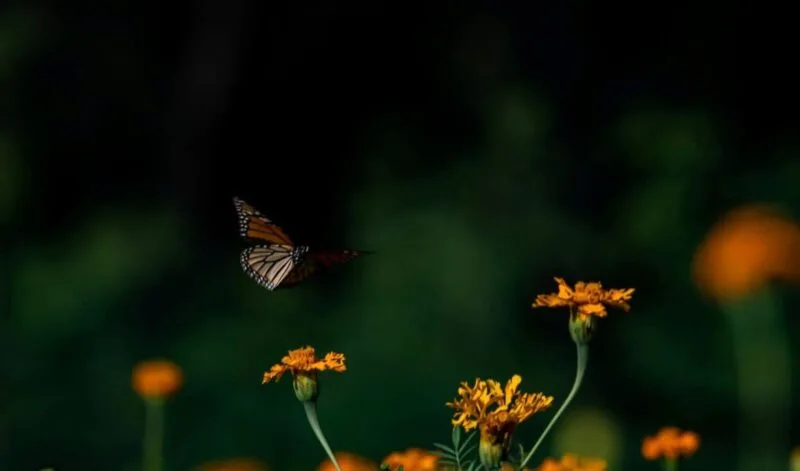 Facilita Tamaulipas migración de la mariposa monarca: CPBT