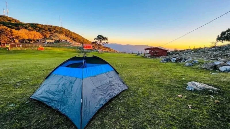 Es Pino Solo en Ciudad Victoria, un tesoro natural de Tamaulipas