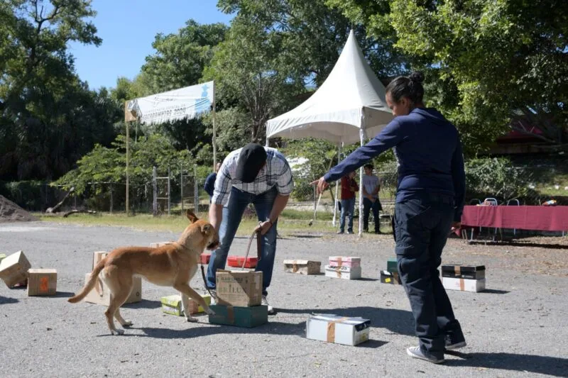 Refuerza Gobierno de Tamaulipas sanidad pecuaria con caninos especializados