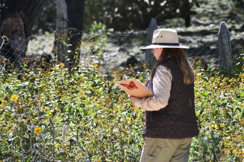 Impulsa Tamaulipas polinización en ruta de la mariposa monarca