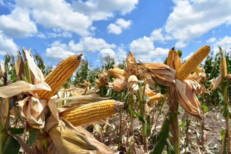 Nuevas estrategias productivas fortalecen la economía rural en Tamaulipas