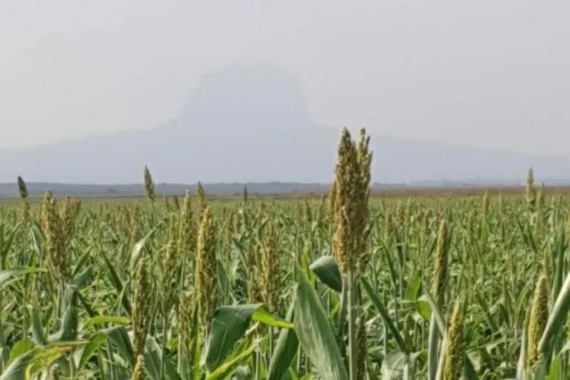Fortalece Secretaría de Desarrollo Rural el Proyecto de Sorgo Blanco