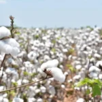 Participa Tamaulipas en reunión binacional para fortalecer la sanidad del algodón