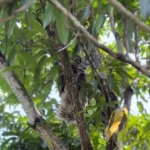 Devuelve Comisión de Parques fauna silvestre a la naturaleza