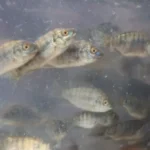 Promueven repoblamiento pesquero en Tamaulipas con la liberación de 8 mil alevines