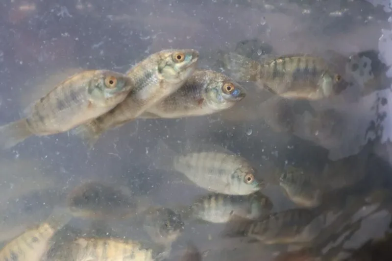 Promueven repoblamiento pesquero en Tamaulipas con la liberación de 8 mil alevines