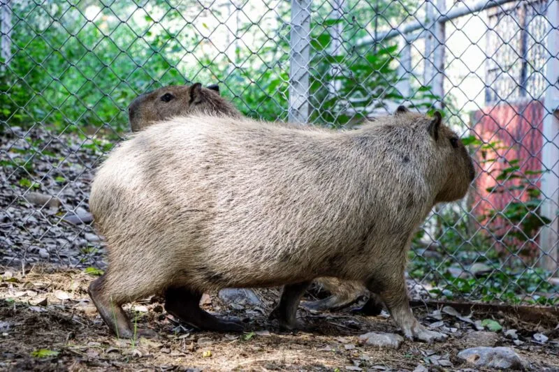 Llega una adorable pareja de capibaras al Zoológico Tamatán
