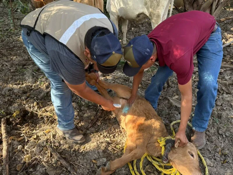 Acción inmediata y coordinación interinstitucional ante caso de GBG en Tamaulipas