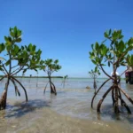 Reforesta SEDUMA litoral para cuidar comunidades y biodiversidad