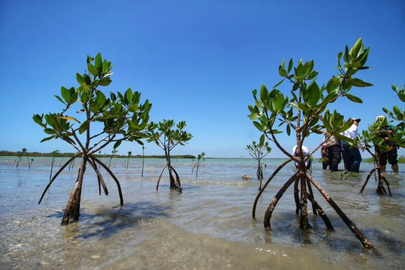 Reforesta SEDUMA litoral para cuidar comunidades y biodiversidad