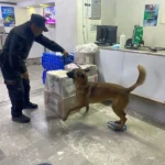 Guardia Estatal refuerza vigilancia con binomios caninos en la Central de Autobuses de Victoria