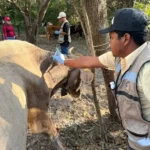 Altamira y Llera, declarados libres de gusano barrenador del ganado