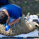 Jaguar rescatado sano y salvo en Gómez Farías: Comisión de Parques