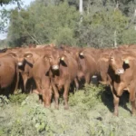 Refuerzan campaña contra la rabia paralítica bovina en Tamaulipas