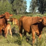 Refuerza Tamaulipas blindaje sanitario para proteger al sector ganadero