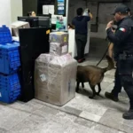 Realiza Agrupamiento Canino de la Guardia Estatal operativo para detectar narcóticos en Central de Autobuses