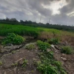 Interviene la PAUT ante presunto relleno de la Laguna Tierra Negra de Madero