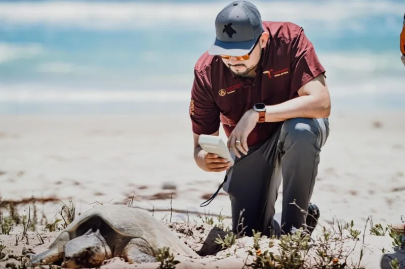 Preparan operativos en playas por arribo de tortugas durante Semana Santa